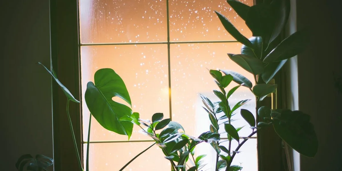 Sunlit window with lush green houseplants arranged in front of the panes, casting a warm glow and creating a tranquil, contemplative scene.