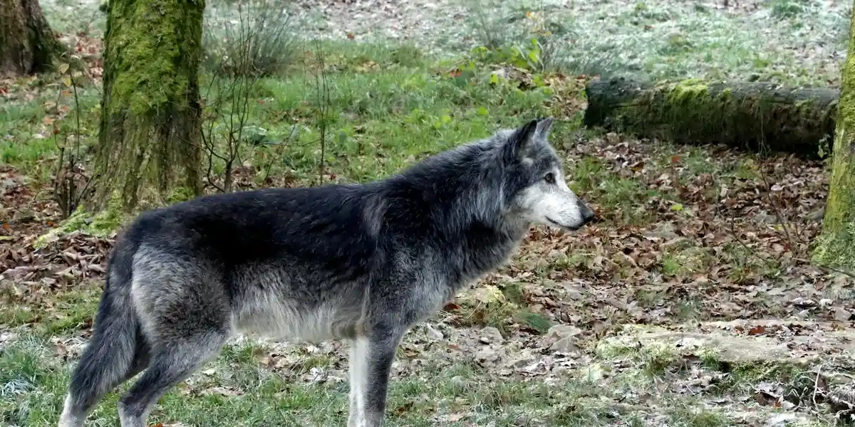 Gray wolf standing in a forest, looking to the right.