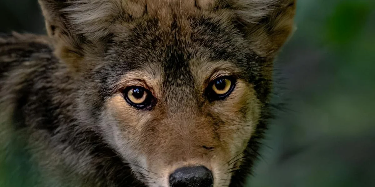 Close-up of a wolf's face with amber eyes, intense gaze.
