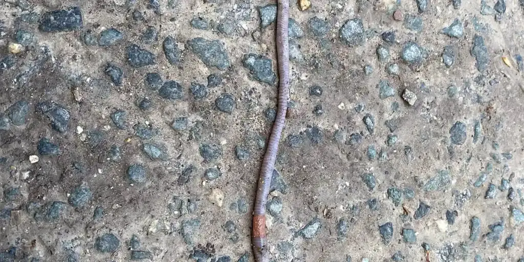 Worms in Dreams: Spiritual and Biblical Meanings Explained