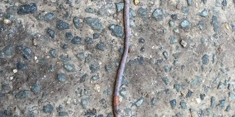 Close-up of a brown worm on rough concrete ground.