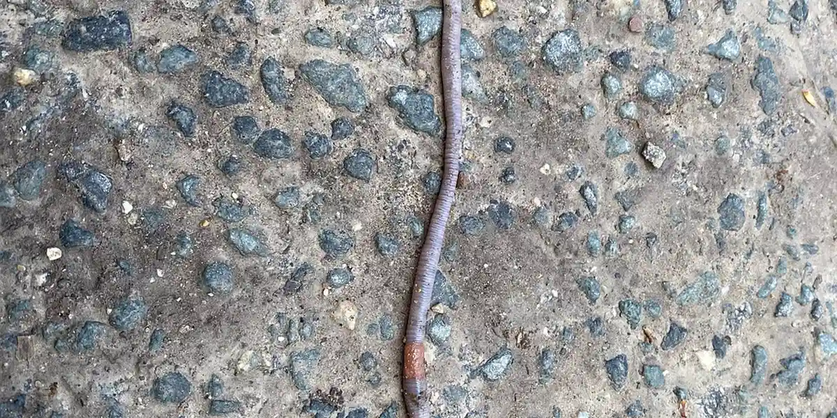 Close-up of a brown worm on rough concrete ground.