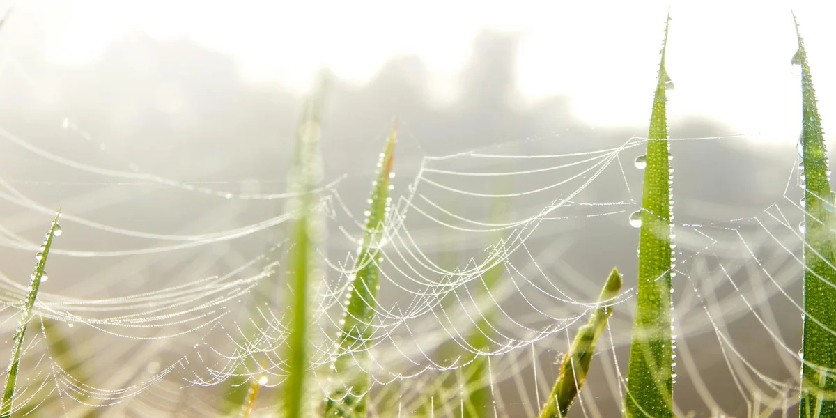Close-up of delicate spider webs glistening with dew among blades of green grass
